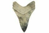 Serrated, Fossil Megalodon Tooth - Georgia #329841-2